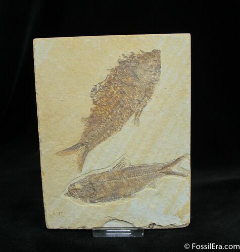 Knightia Fossil Fish Multiple On Nice Plate #789